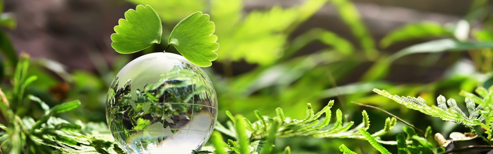 crystal globe glass resting on stone with green leaf and sunshine in nature forset. eco  environment concept